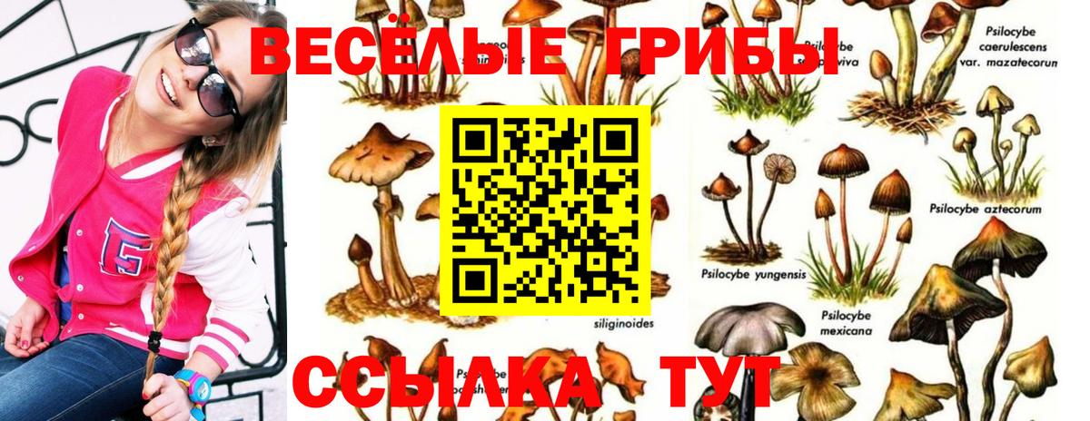 Галлюциногенные грибы прущие грибы Курчалой